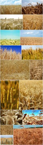 Wheat Field Cliparts