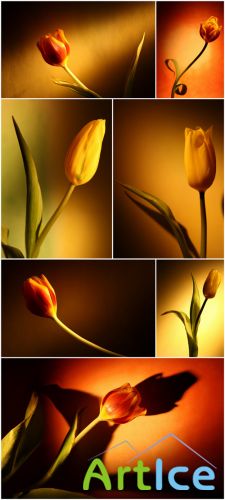 Photo Cliparts - Tulip