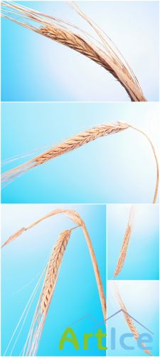 Photo Cliparts - Wheat