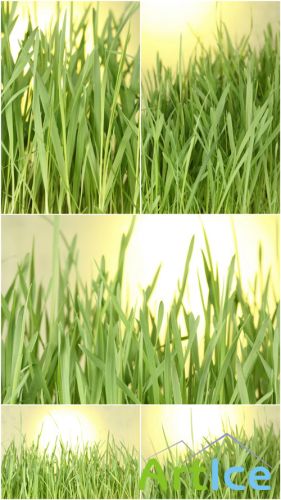 Photo Cliparts - Grass