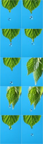 Photo Cliparts - Drop in green leaves