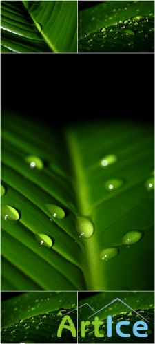 Photo Cliparts - Green Leaves