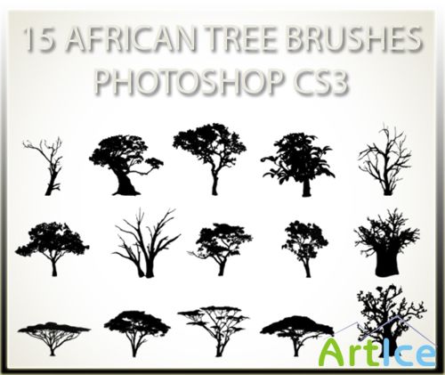 15 African Tree Brushes