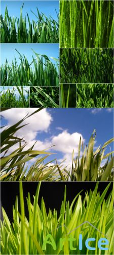 Photo Cliparts - Grass