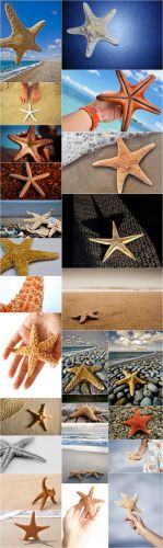 Photo Cliparts - Starfish