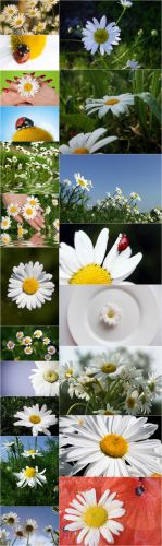 Photo Cliparts - Camomile