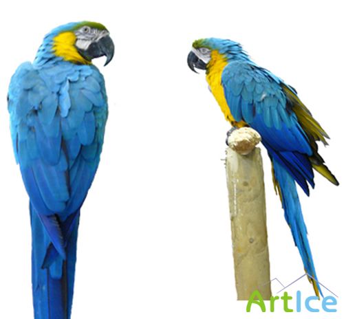 PSD for Photoshop - Colorful large parrot