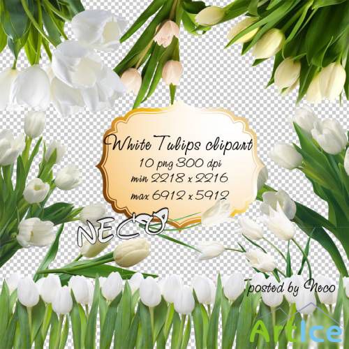 White Tulips clipart