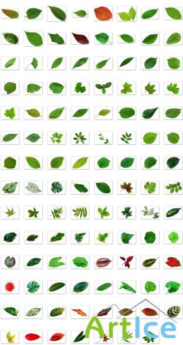 Leaves and Leaf Veins PSD Pack