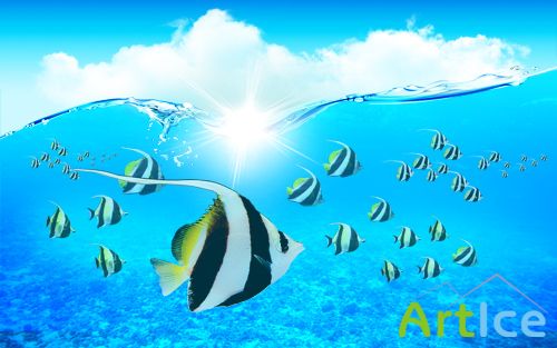 Underwater Angelfishes