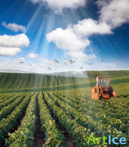 Tractor among Furrows at Morning