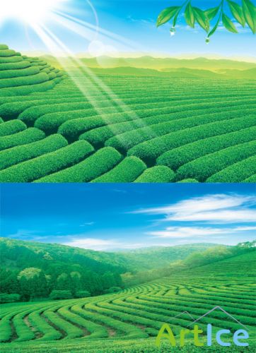 The green fields of lush grass psd for Photoshop