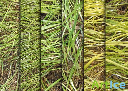 Grass Textures Pack