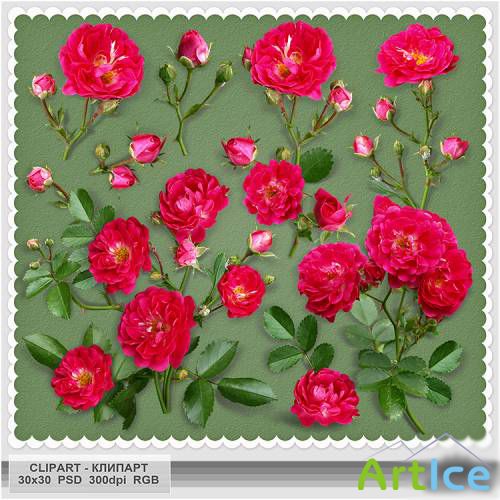 Scarlet, tea roses PSD