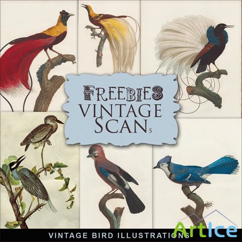 Scrap-kit - Vintage Birds Illustrations