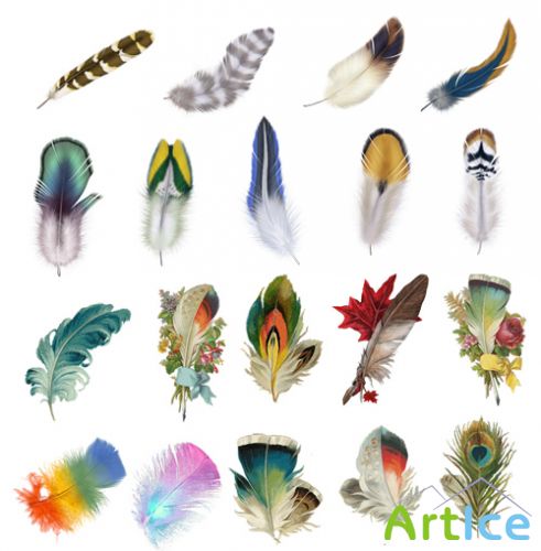 PSD Source - Feathers Images