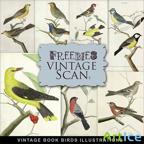 Scrap-kit - Vintage Book Birds Illustrations