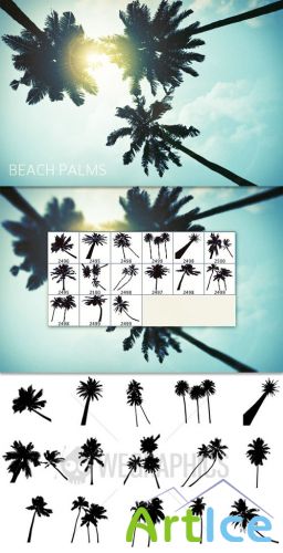 WeGraphics - Beach Palms