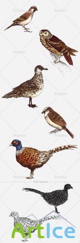 Vector Birds