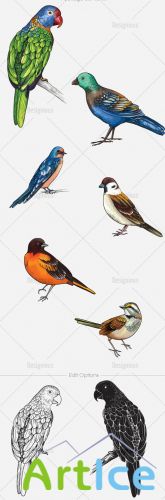 Vector Birds Set 2