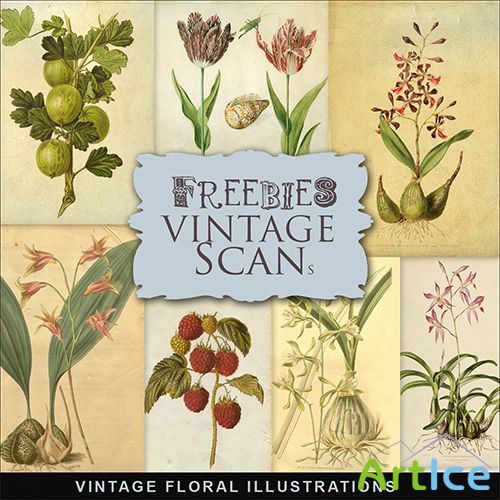 Scrap-kit - Vintage Floral Illustrations 2013