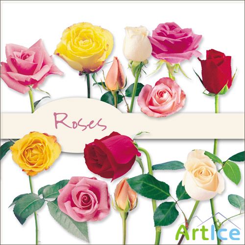 Roses PNG Files