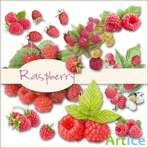 Scrap Set - Raspberry PNG Files