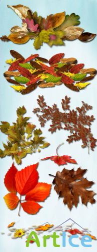 Autumn Leaves 3 PNG Files