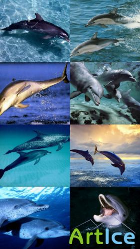 Wallpapers devoted to the Dolphins