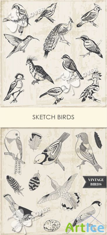 Sketch birds 0570