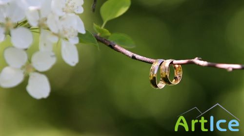 Rings on a branch HD / Rings On a Branch