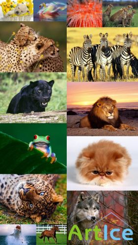 World of Beautiful Animals Wallpapers