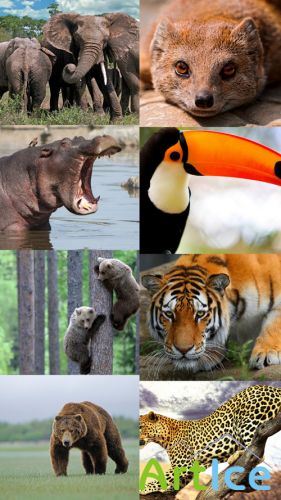 World of Beautiful Animals Wallpapers Set 2