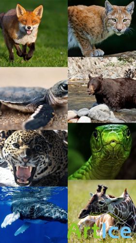 World of Beautiful Animals Wallpapers Set 5