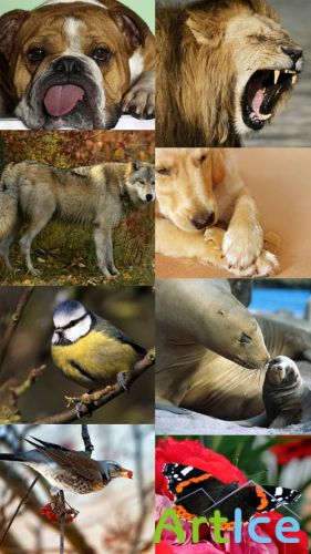 World of Beautiful Animals Wallpapers Set 6