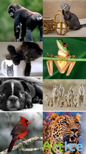 World of Beautiful Animals Wallpapers Set 5