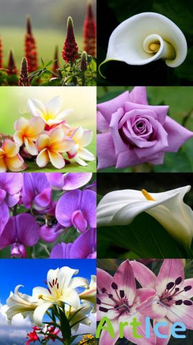 Beautiful Flowers Wallpapers Set 1