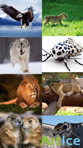 World of Beautiful Animals Wallpapers Set 32