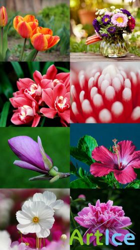 Beautiful Flowers Wallpapers Set 3