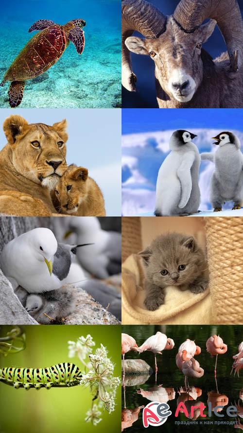 World of Beautiful Animals Wallpapers Set 39