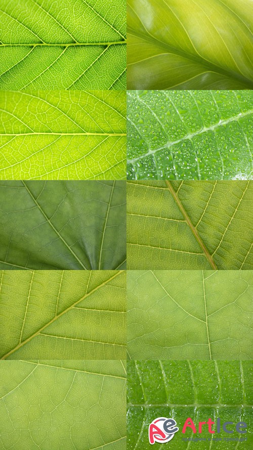 Green leaves Textures JPG Files