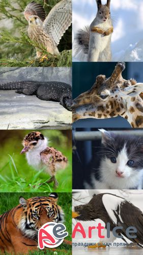 World of Beautiful Animals Wallpapers Set 37