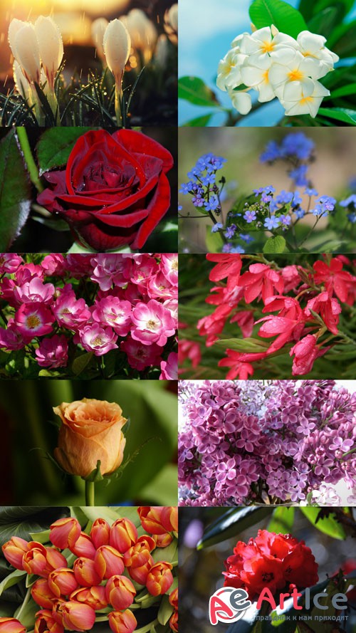 Beautiful Flowers Wallpapers Set 7