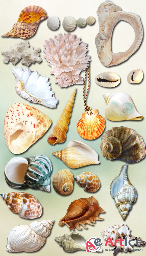 Shellfish PNG Files