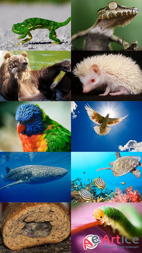 World of Beautiful Animals Wallpapers Set 44