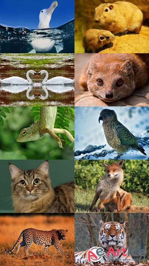 World of Beautiful Animals Wallpapers Set 46