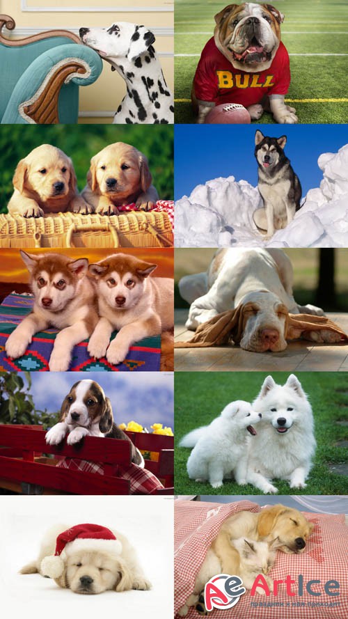 Dogs Wallpapers Set JPG Files