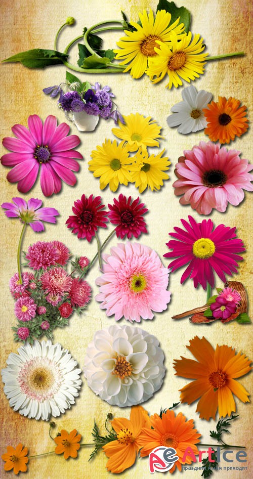 Autumn Flowers PNG Files