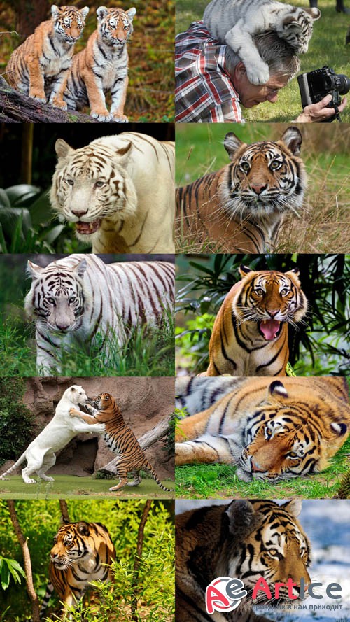 World of Beautiful Animals Wallpapers Set 48