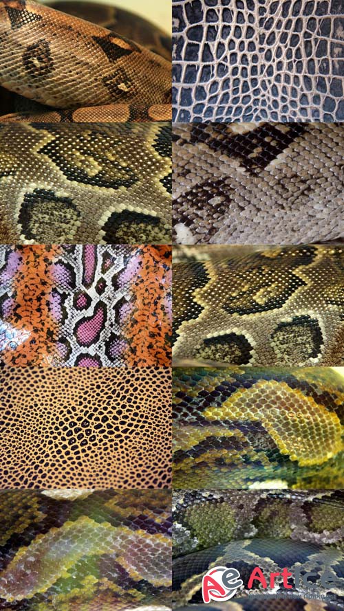 Reptile Skin Textures Set 2 JPG Files